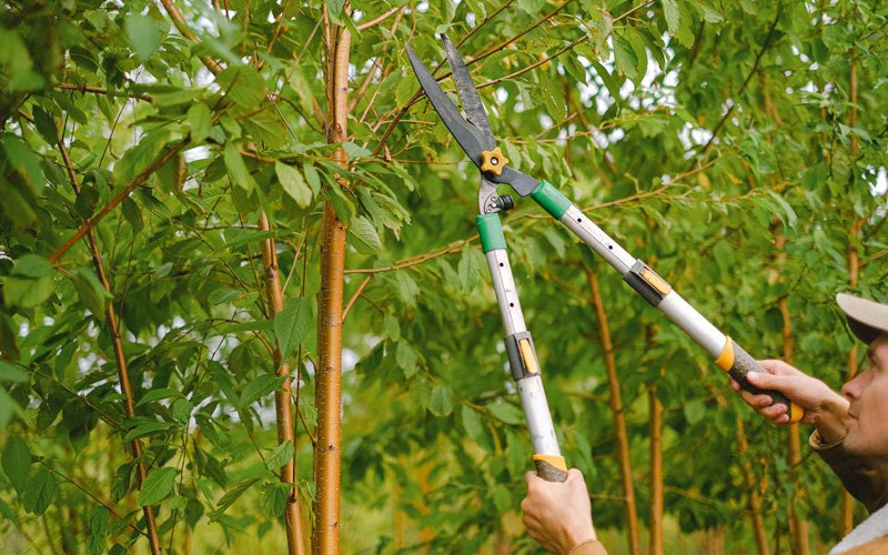 Tree trimming in Williamsport, PA